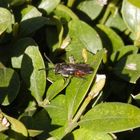 Rotschwarze Wespenbiene (Nomada fabriciana) ?