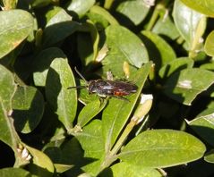 Rotschwarze Wespenbiene (Nomada fabriciana) ?