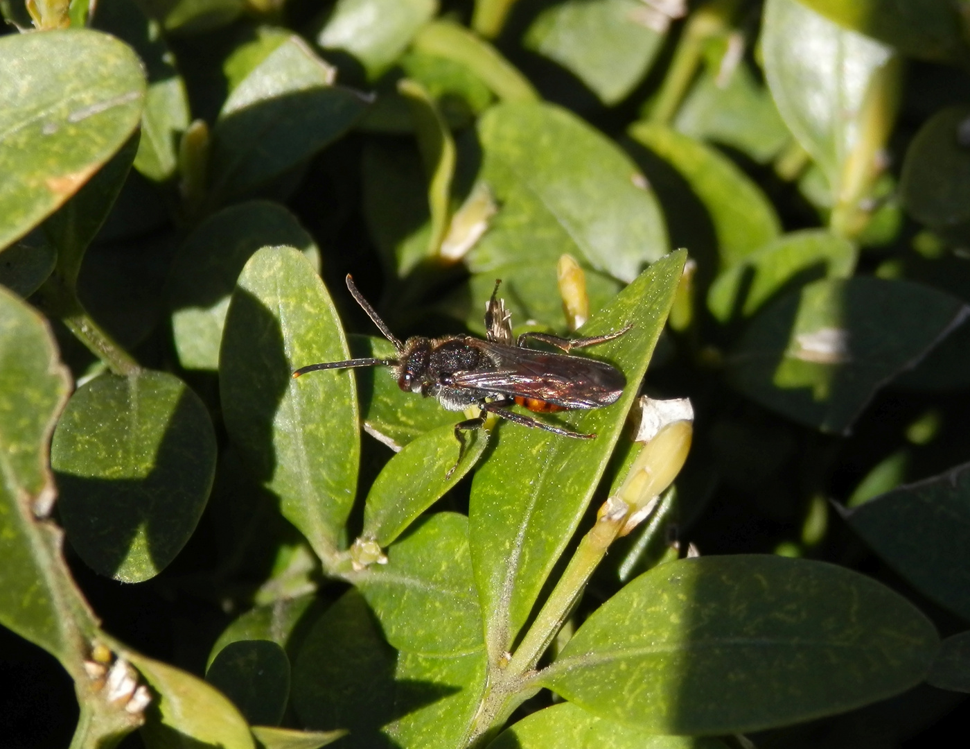 Rotschwarze Wespenbiene (Nomada fabriciana) ?