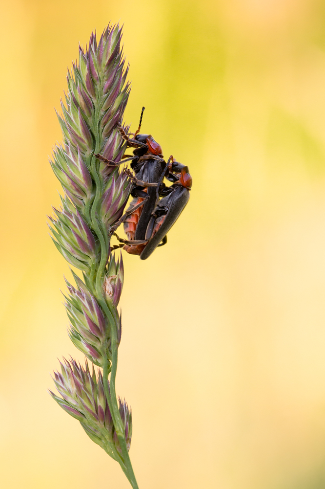 Rotschwarzen Weichkäfer (Cantharis pellucida)