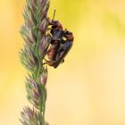 Rotschwarzen Weichkäfer (Cantharis pellucida)