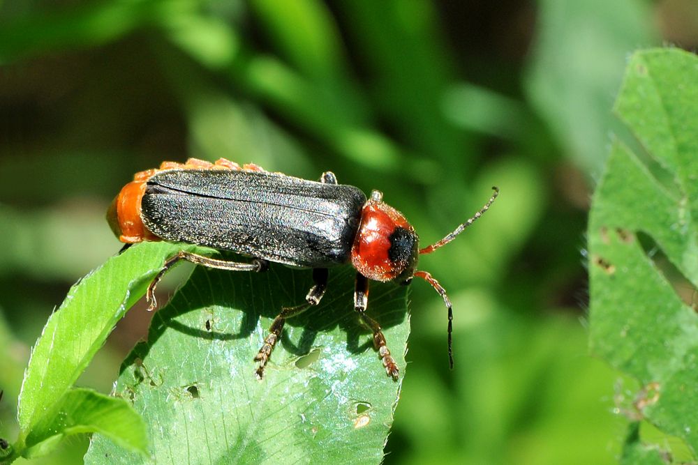 Rotschwarzer Weichkäfer