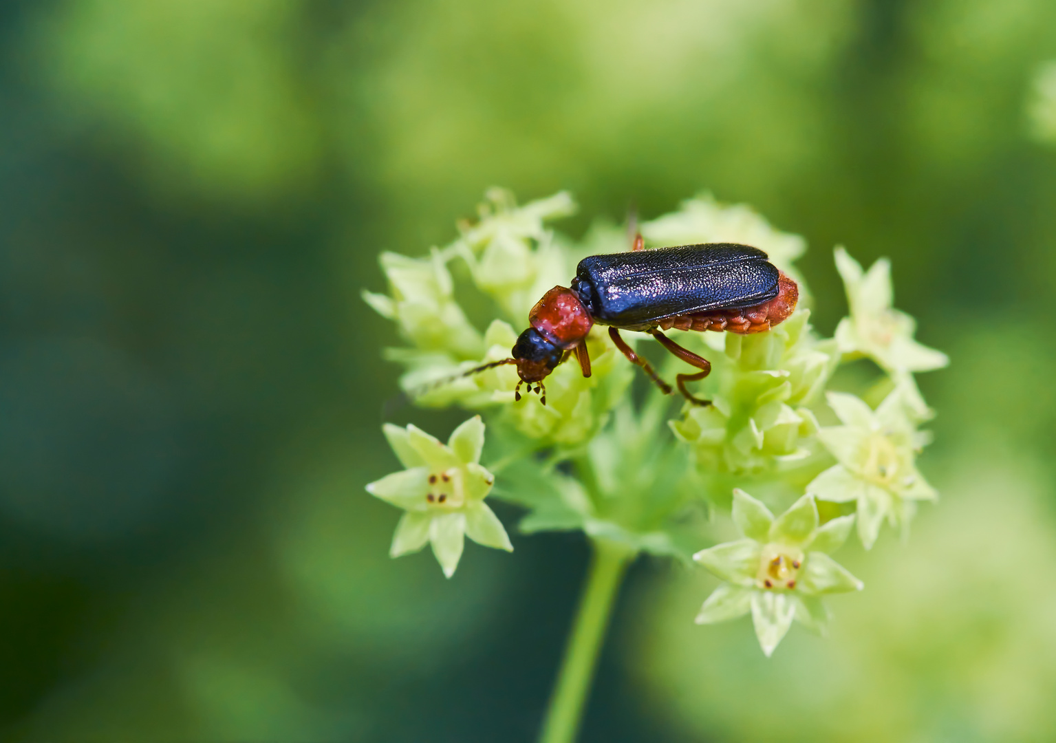 Rotschwarzer Weichkäfer