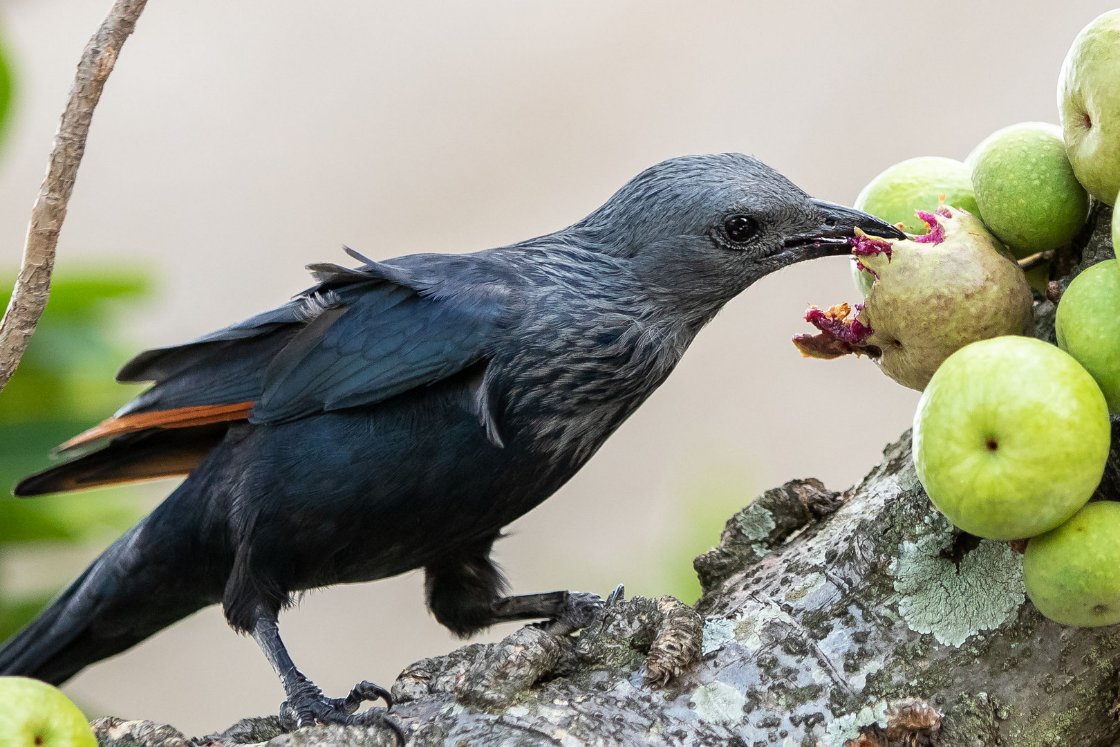 Rotschwingenstar (Onychognathus morio) an Affenpflaume (Drypetes natalensis)