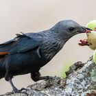 Rotschwingenstar (Onychognathus morio) an Affenpflaume (Drypetes natalensis)