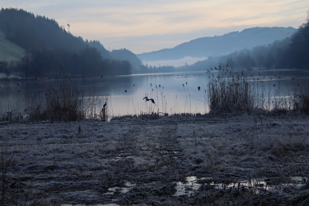 Rotsee am Morgen