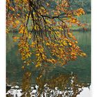 Rotsee im Herbst