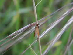 Rotsilberne Langhornmotte (Cauchas rufimitrella)