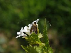 Rotsilberne Langhornmotte (Cauchas rufimitrella)