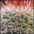 Rotstachel Kaktus