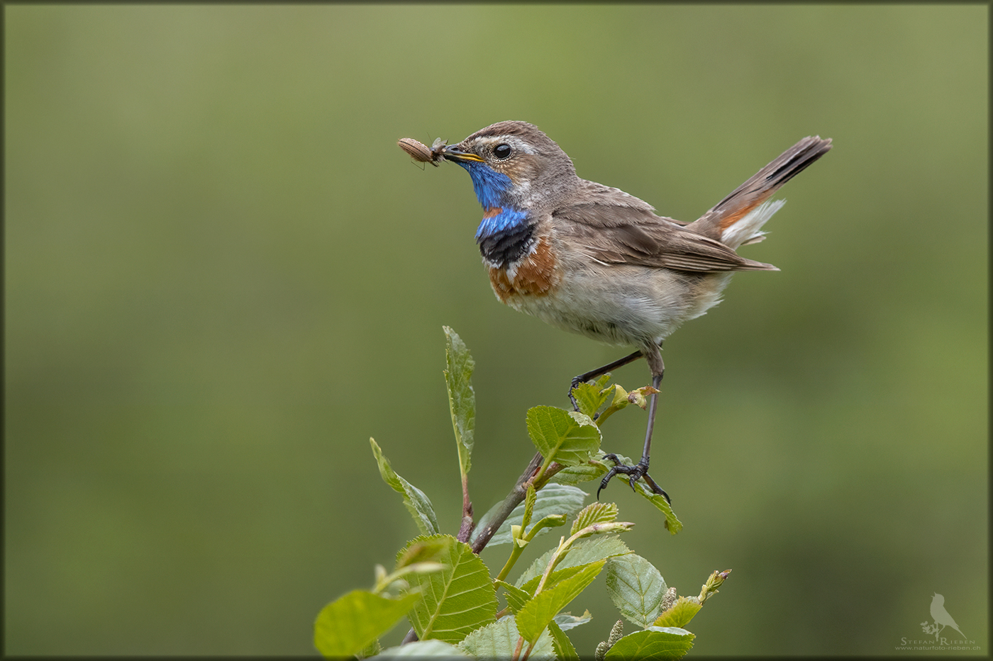 Rotsterniges Blaukehlchen