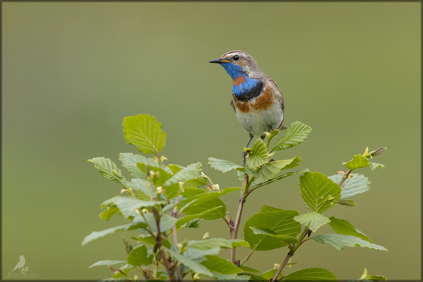 Rotsterniges Blaukehlchen