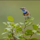 Rotsterniges Blaukehlchen