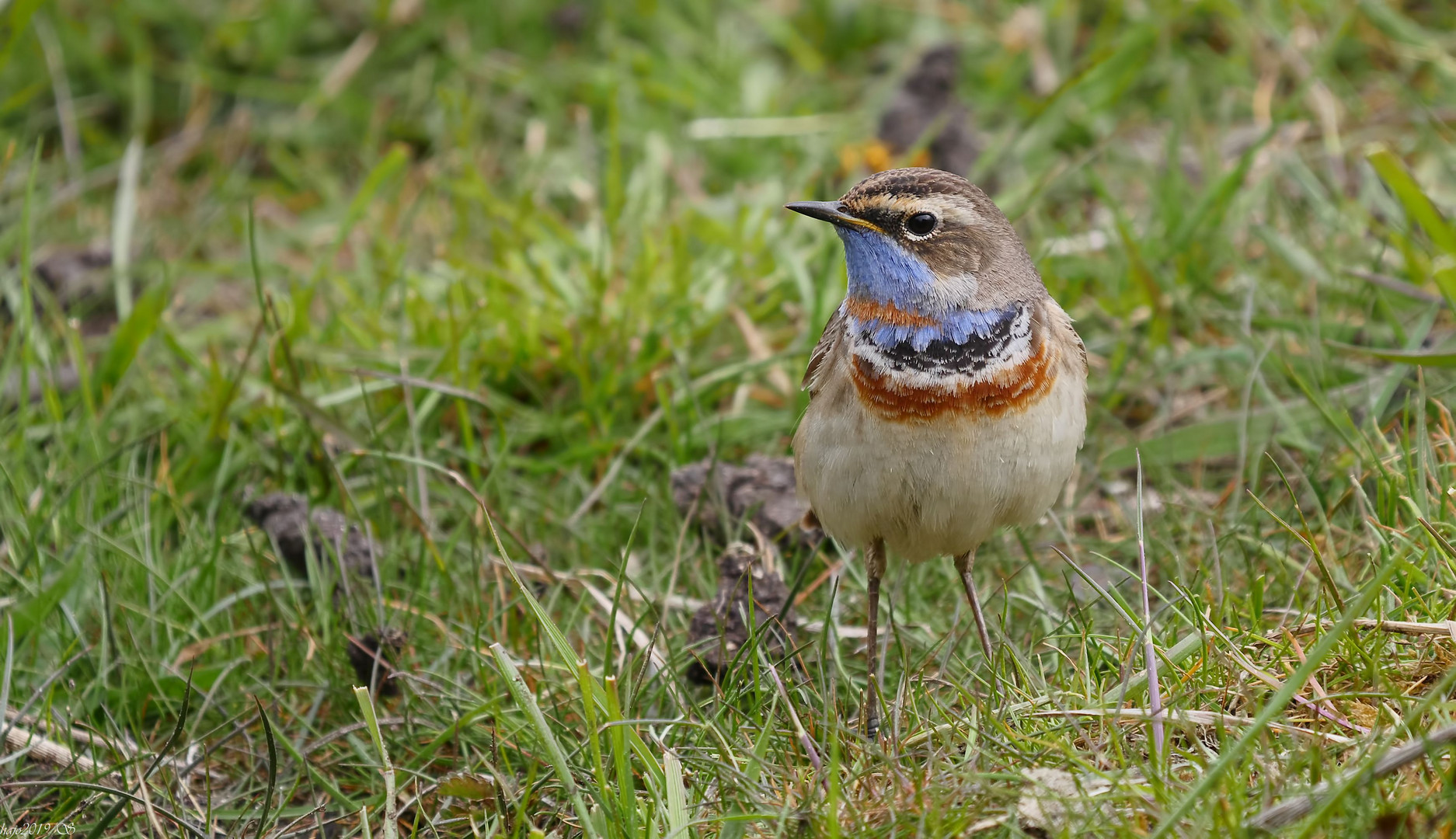 * Rotsterniges Blaukehlchen *