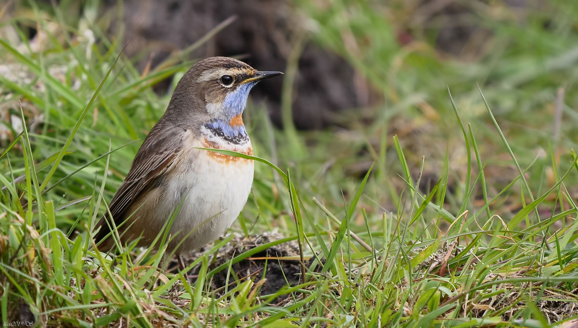 Rotsterniges Blaukehlchen  (Luscinia svecica svecica) Jahresrückblick