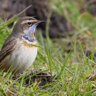 Rotsterniges Blaukehlchen  (Luscinia svecica svecica) Jahresrückblick