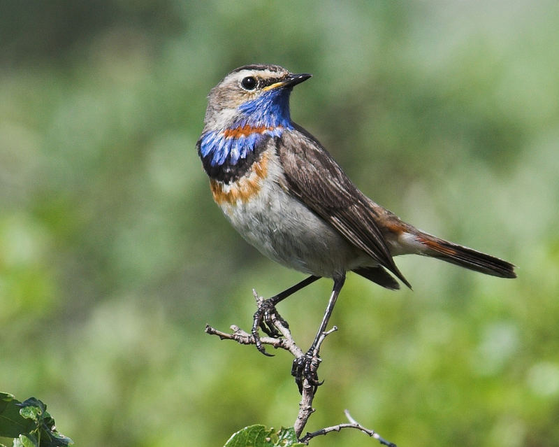 Rotsterniges Blaukehlchen (Luscinia svevica)