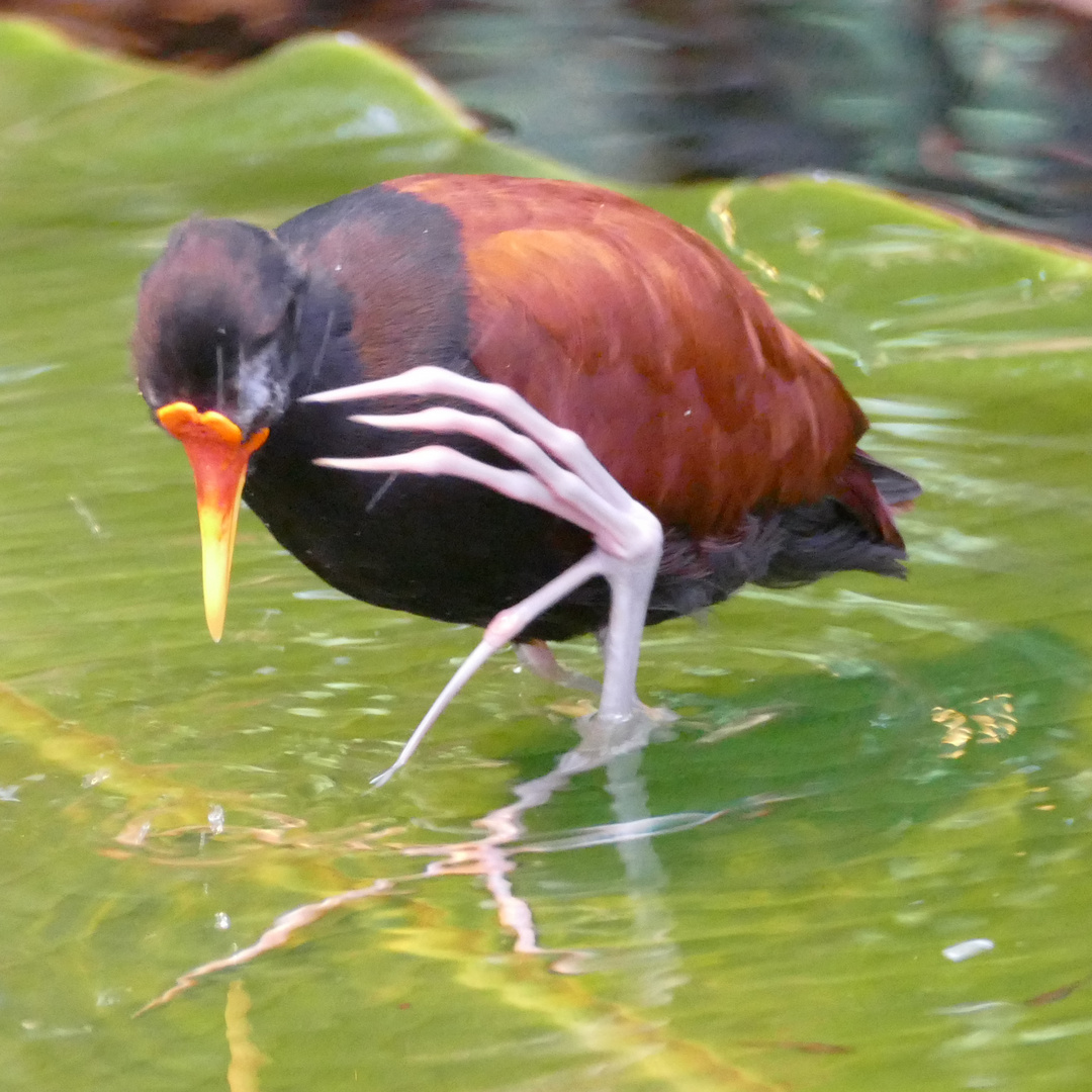 Rotstirn-Blatthühnchen im Krefelder Zoo