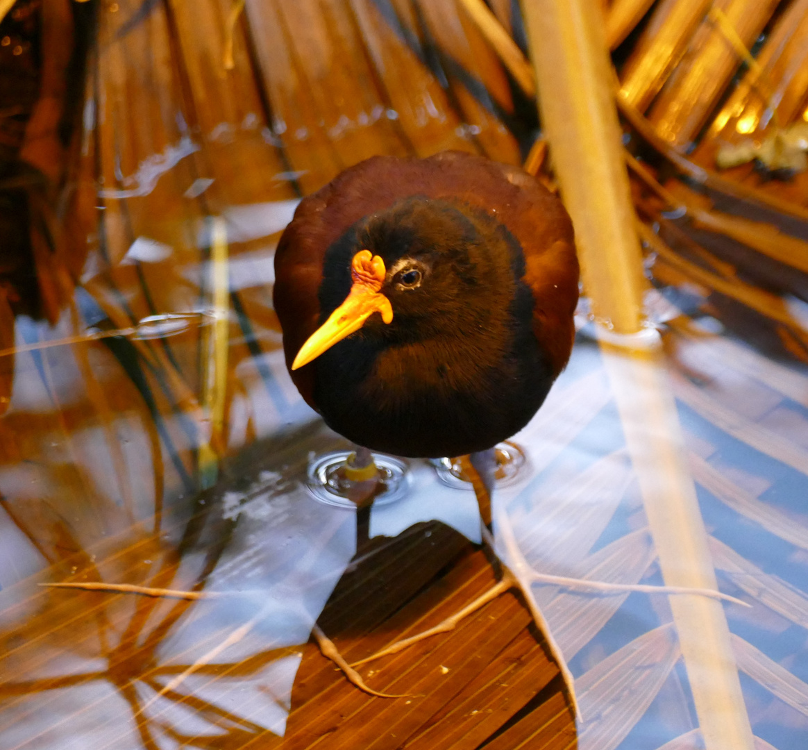 Rotstirn-Blatthühnchen im Krefelder Zoo