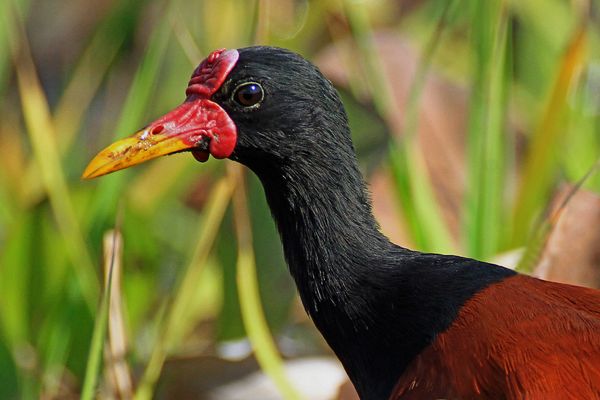 Rotstirn-Blatthühnchen (Jacana jacana), Llanos, Venezuela