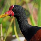 Rotstirn-Blatthühnchen (Jacana jacana), Llanos, Venezuela