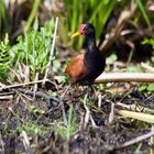 Rotstirn Blatthühnchen   -  Jacana Jacvan