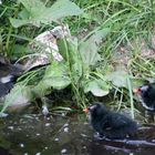 Rotstirn-Blatthühnchen mit Nachwuchs