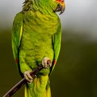 Rotstirnamazone (Red-lorred Parrot)