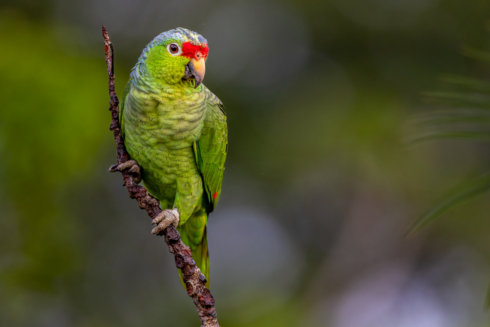 Rotstirnamazone (Red-lorred Parrot)