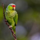 Rotstirnamazone (Red-lorred Parrot)