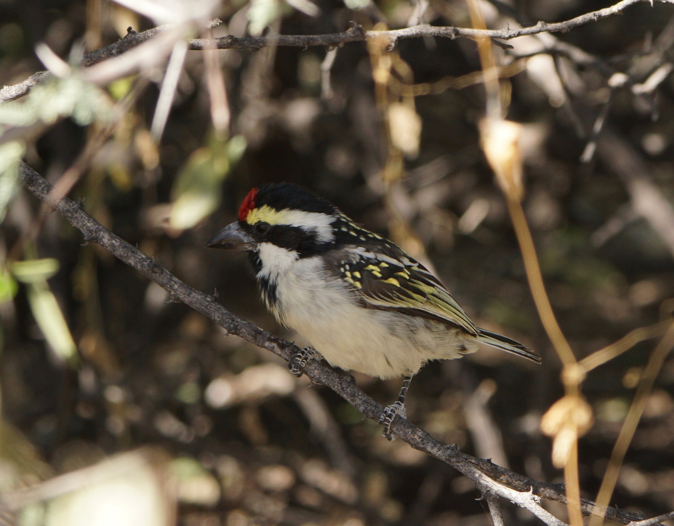 Rotstirnbartvogel bei Okaukuejo