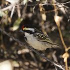 Rotstirnbartvogel bei Okaukuejo