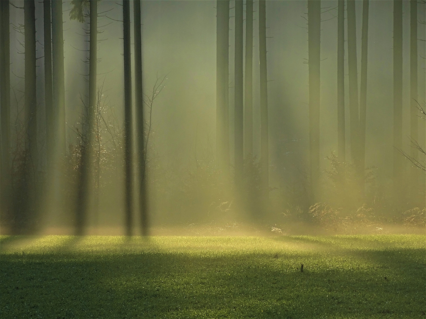 Rottaler Landschaft - Der Wald 