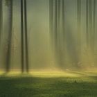 Rottaler Landschaft - Der Wald 