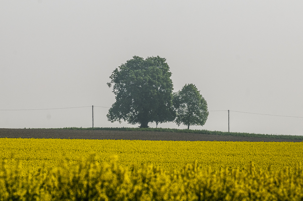 Rottbacher Linde überm Rapsfeld