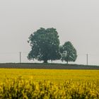 Rottbacher Linde überm Rapsfeld