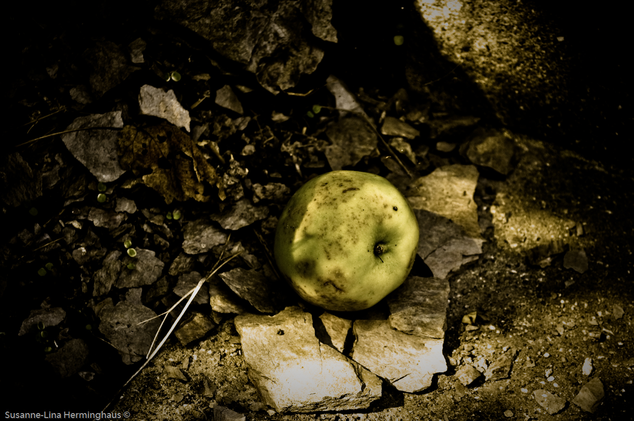 rotten apple