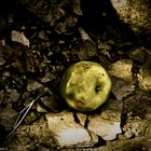 rotten apple