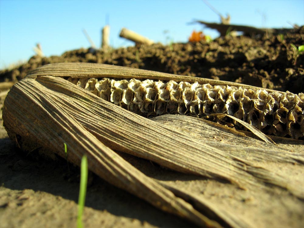 Rotten Corn