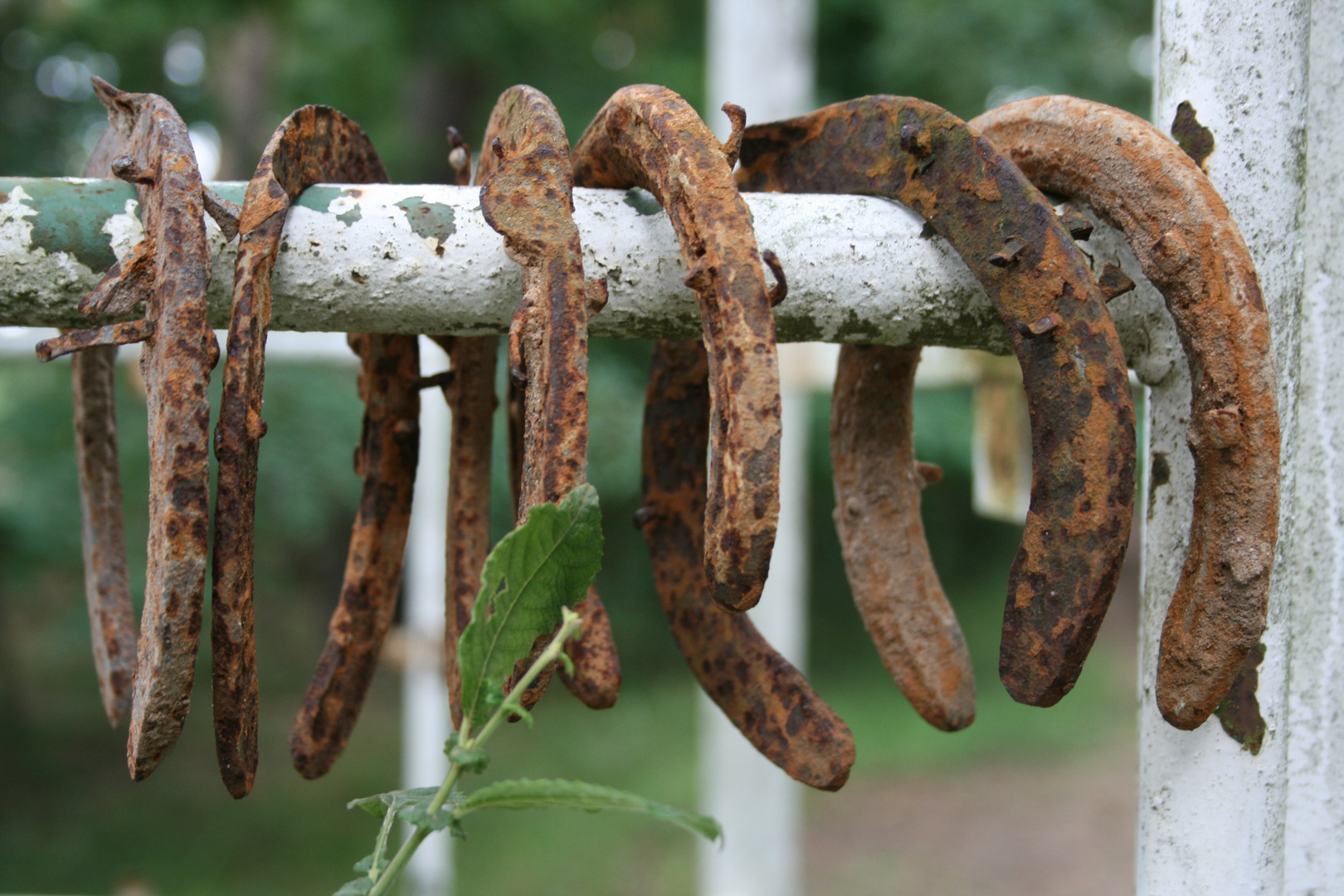 Rotten Horseshoes