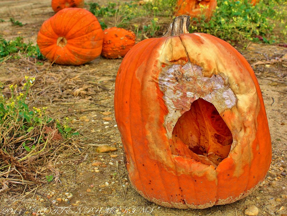 ROTTEN PUMPKINS