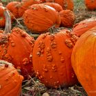 " ROTTEN PUMPKINS "