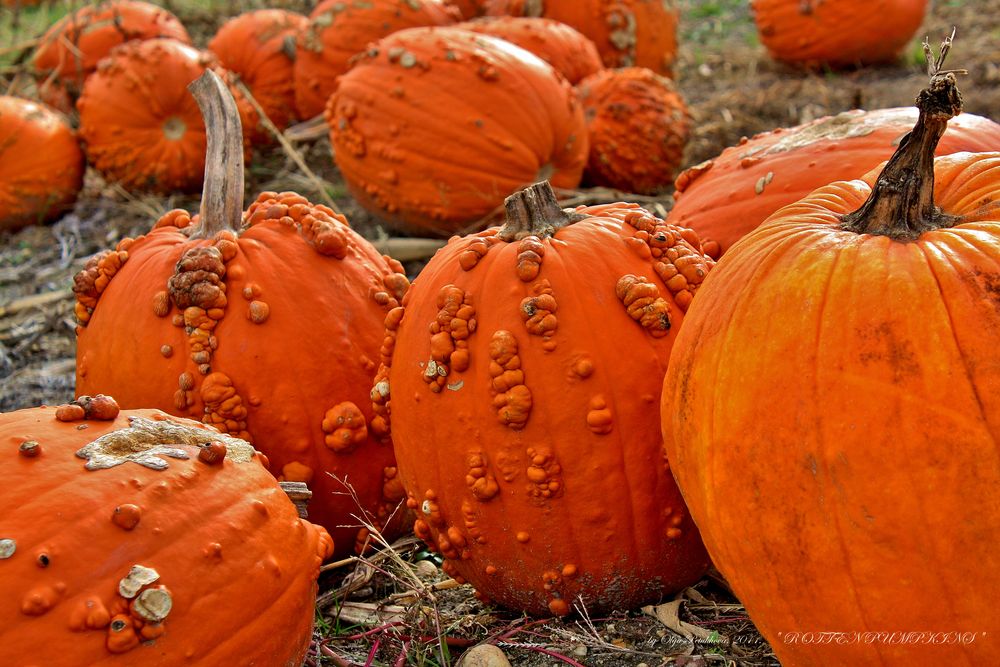 " ROTTEN PUMPKINS "