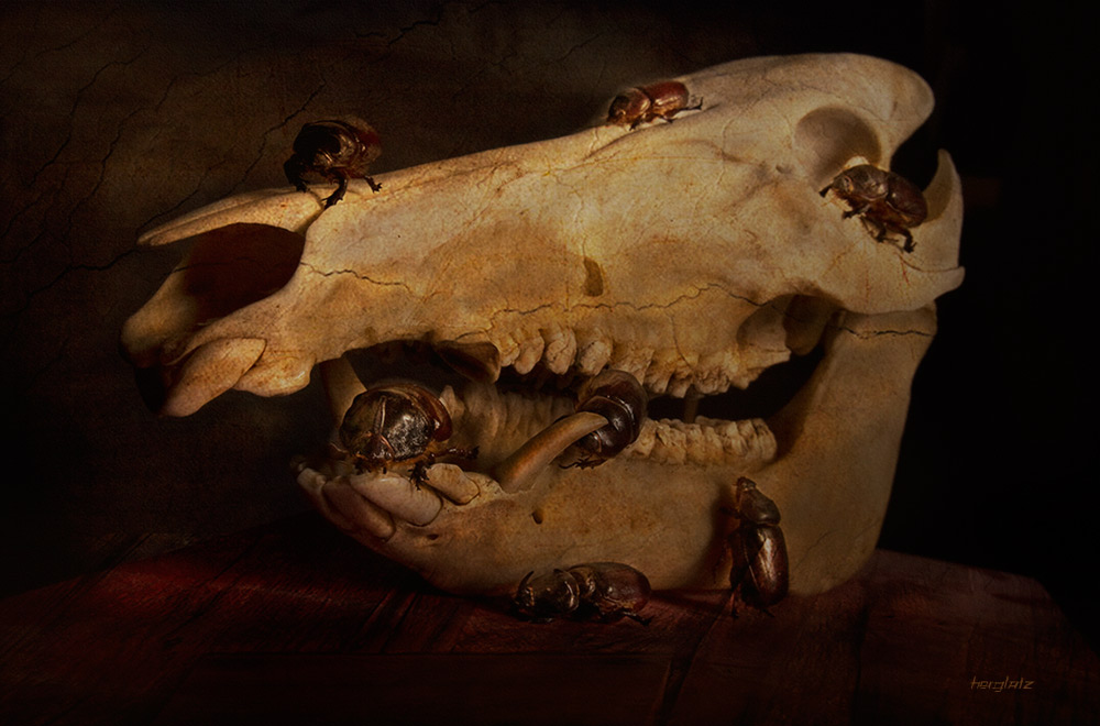 rotten skull II