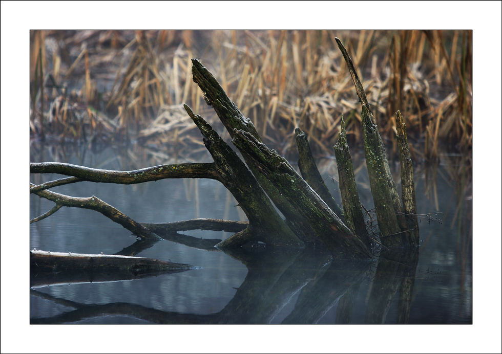 Rotten trunks with frost in a foggy pond