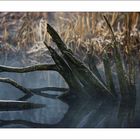 Rotten trunks with frost in a foggy pond