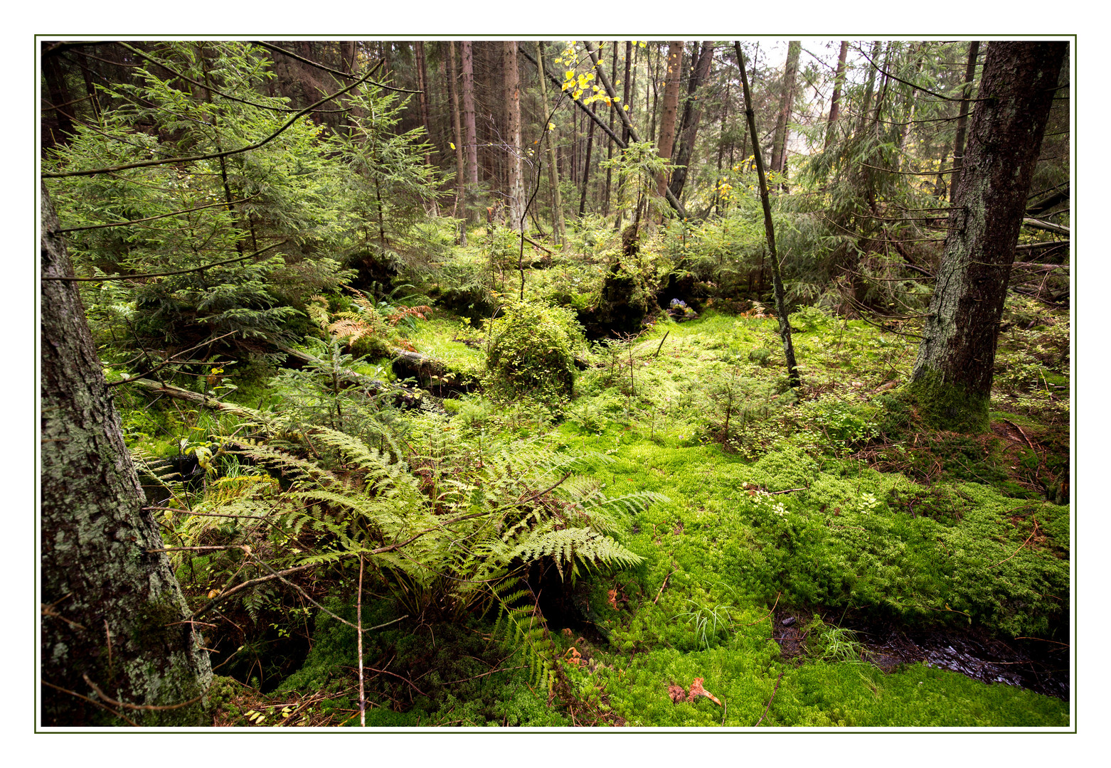 Rottenbacher Moor