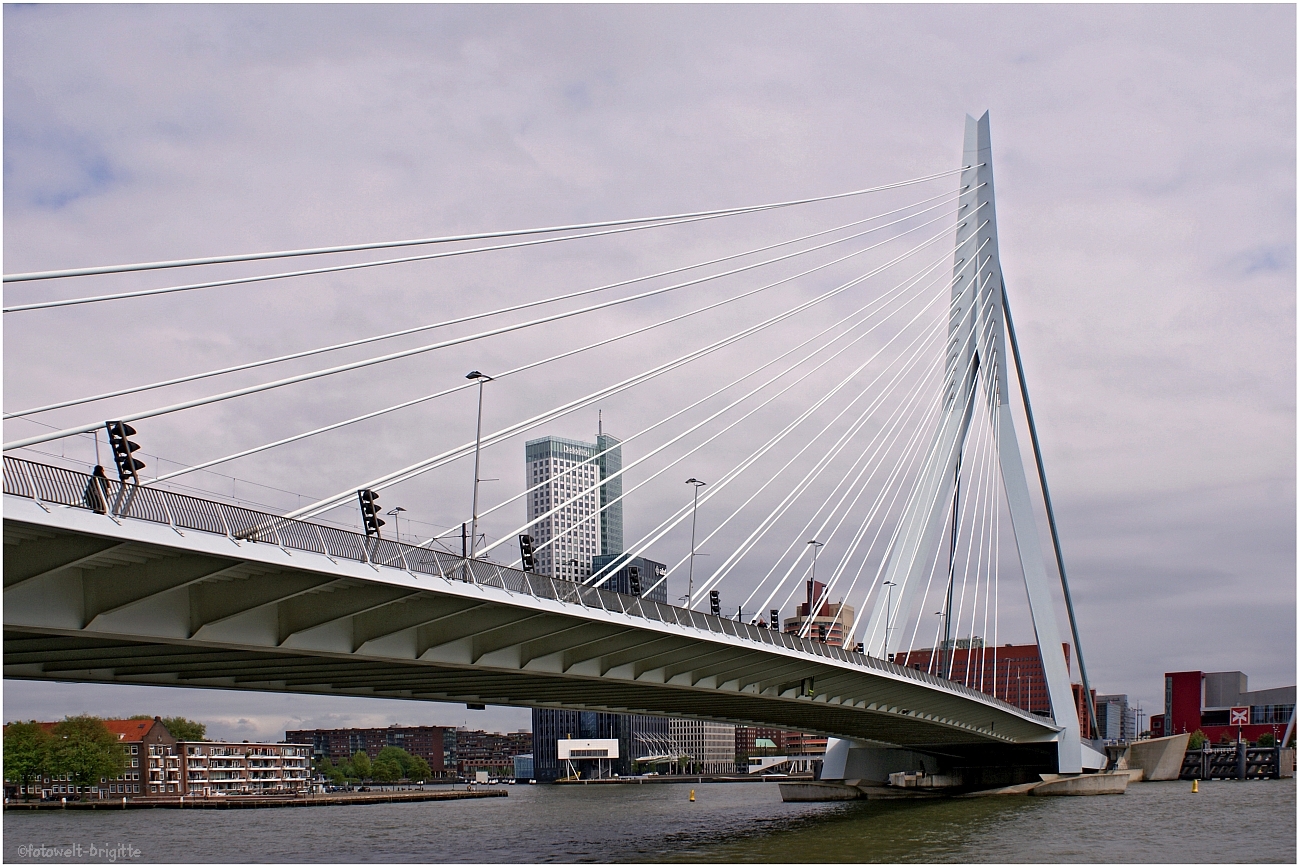 Rotterdam - Erasmusbrücke