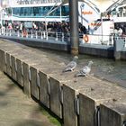 Rotterdam-Hafen-1-