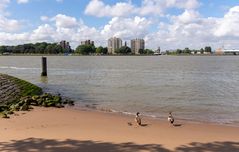 Rotterdam Heijplaat - Quarantainestrand - View on Schiedam (de Gorzen) - 01